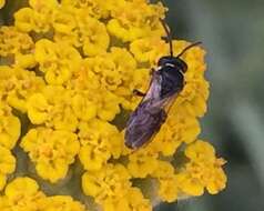 Imagem de Hylaeus leptocephalus (Morawitz 1870)