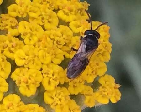 Imagem de Hylaeus leptocephalus (Morawitz 1870)