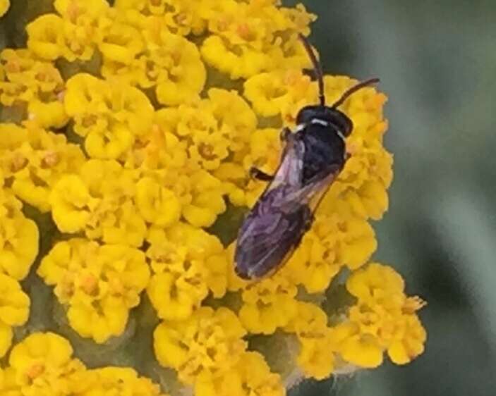 Sivun Hylaeus leptocephalus (Morawitz 1870) kuva