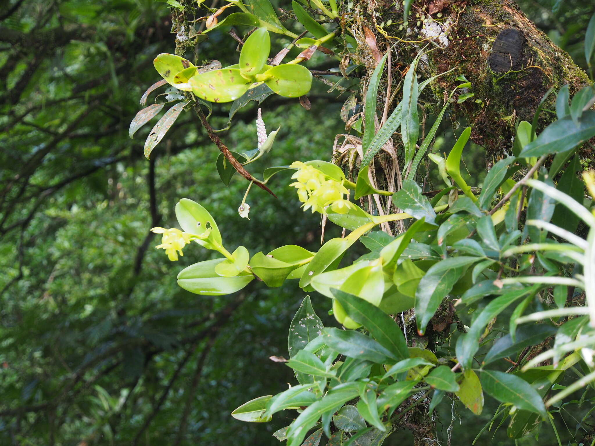 Image of Epidendrum hunterianum Schltr.