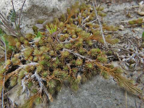 Image of Wright's spikemoss