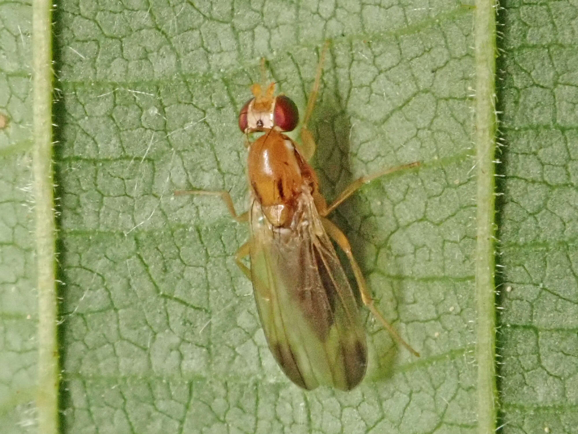 Image of Clusiodes verticalis Collin 1912