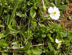 Image of Ranunculus alpestris subsp. alpestris