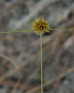 Cyperus filiculmis Vahl resmi