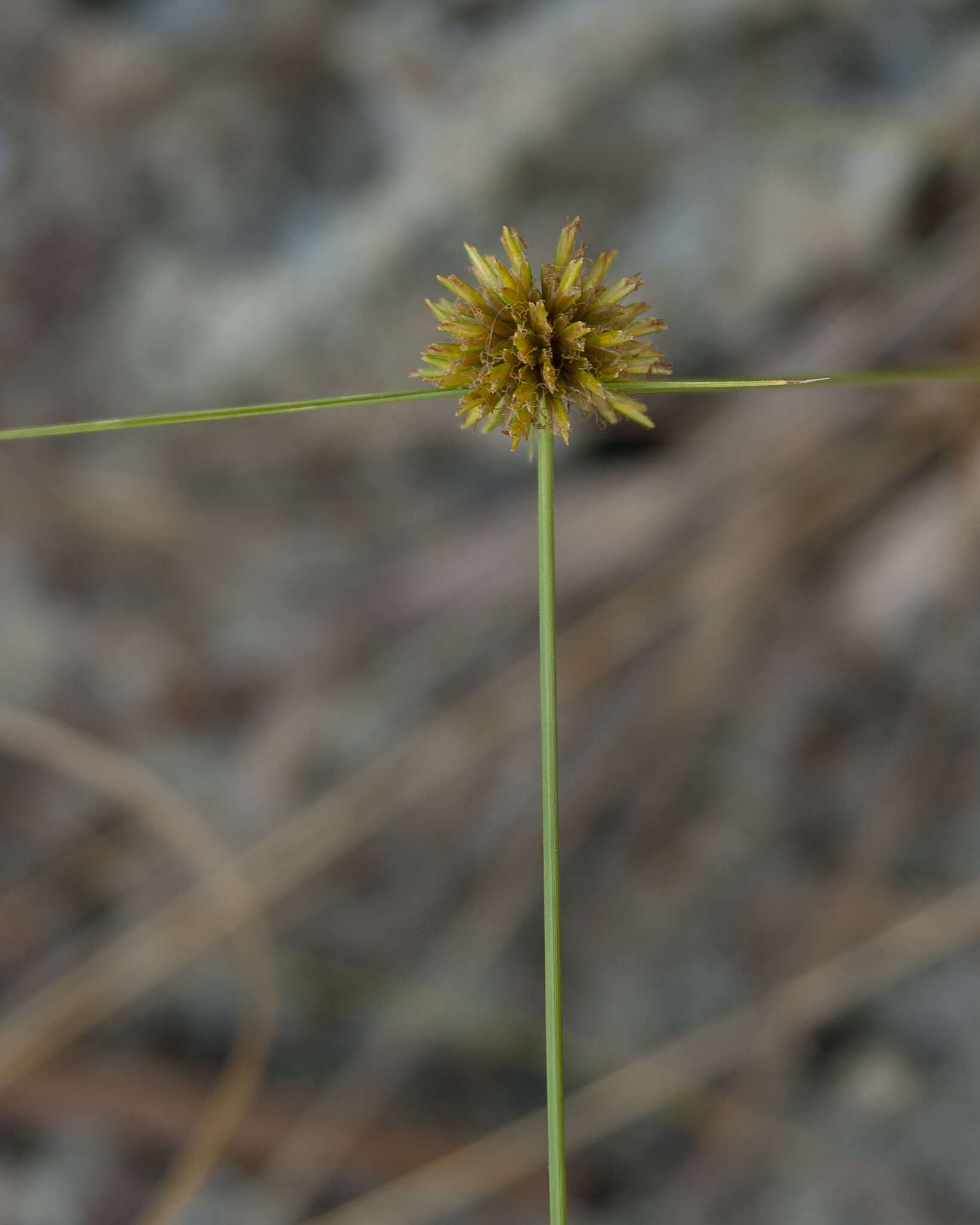 Imagem de Cyperus filiculmis Vahl