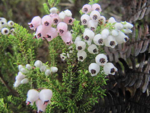 Image of Erica pubescens var. pubescens