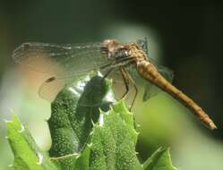 Image of Striped Meadowhawk