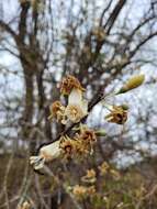 Ceiba jasminodora (A. St.-Hil.) K. Schum. resmi