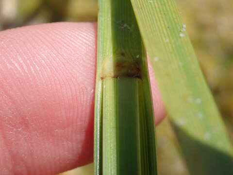 Image of cosmopolitan bulrush