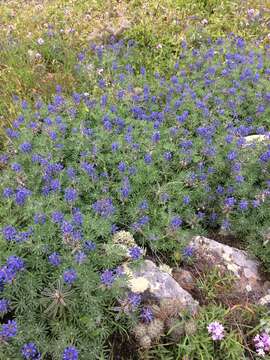 Image of Guadalupe Island lupine