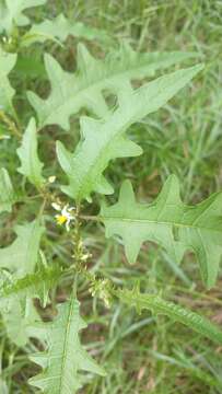 Plancia ëd Solanum tampicense Dun.