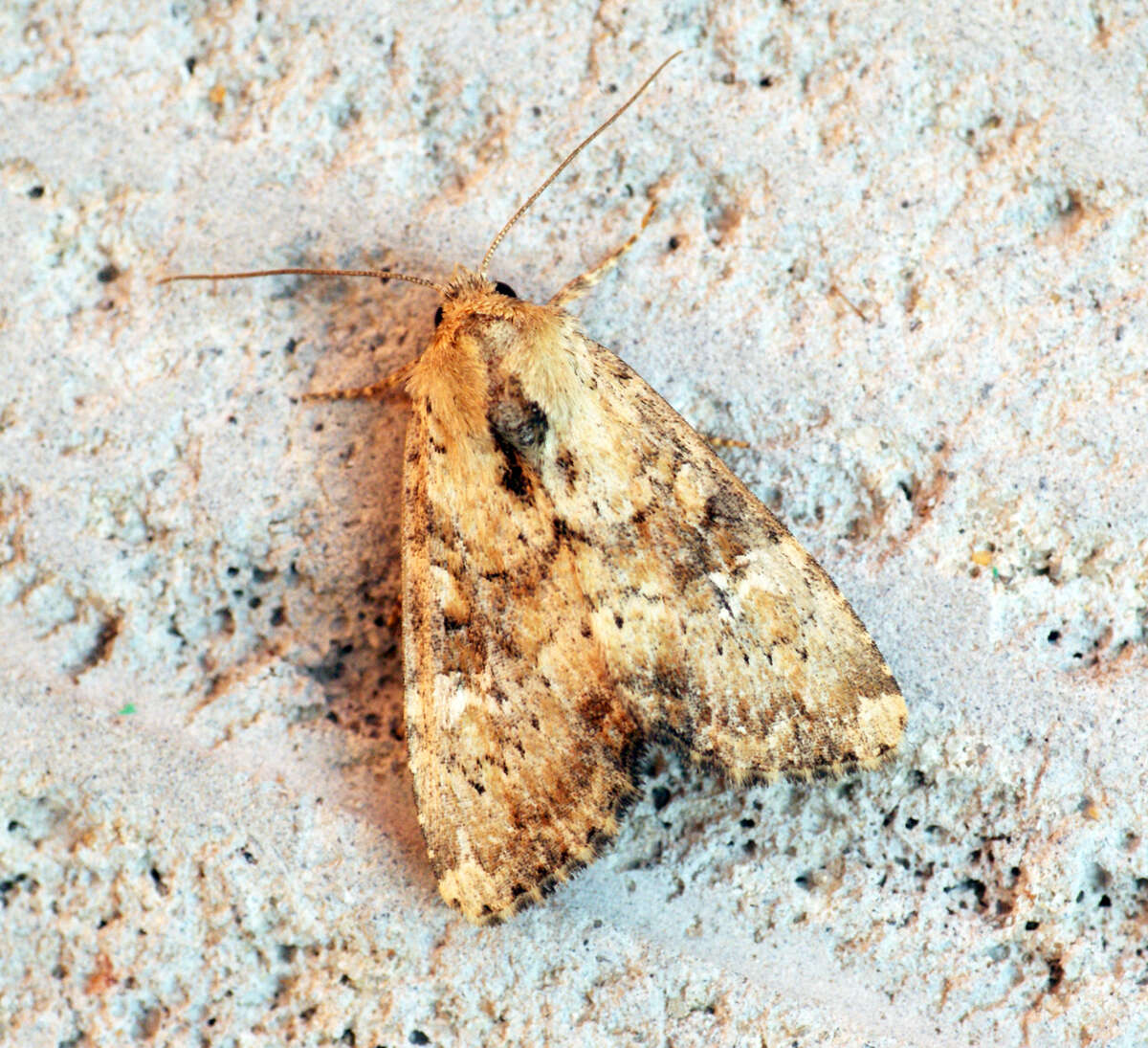 Apamea scolopacina Esper 1788 resmi