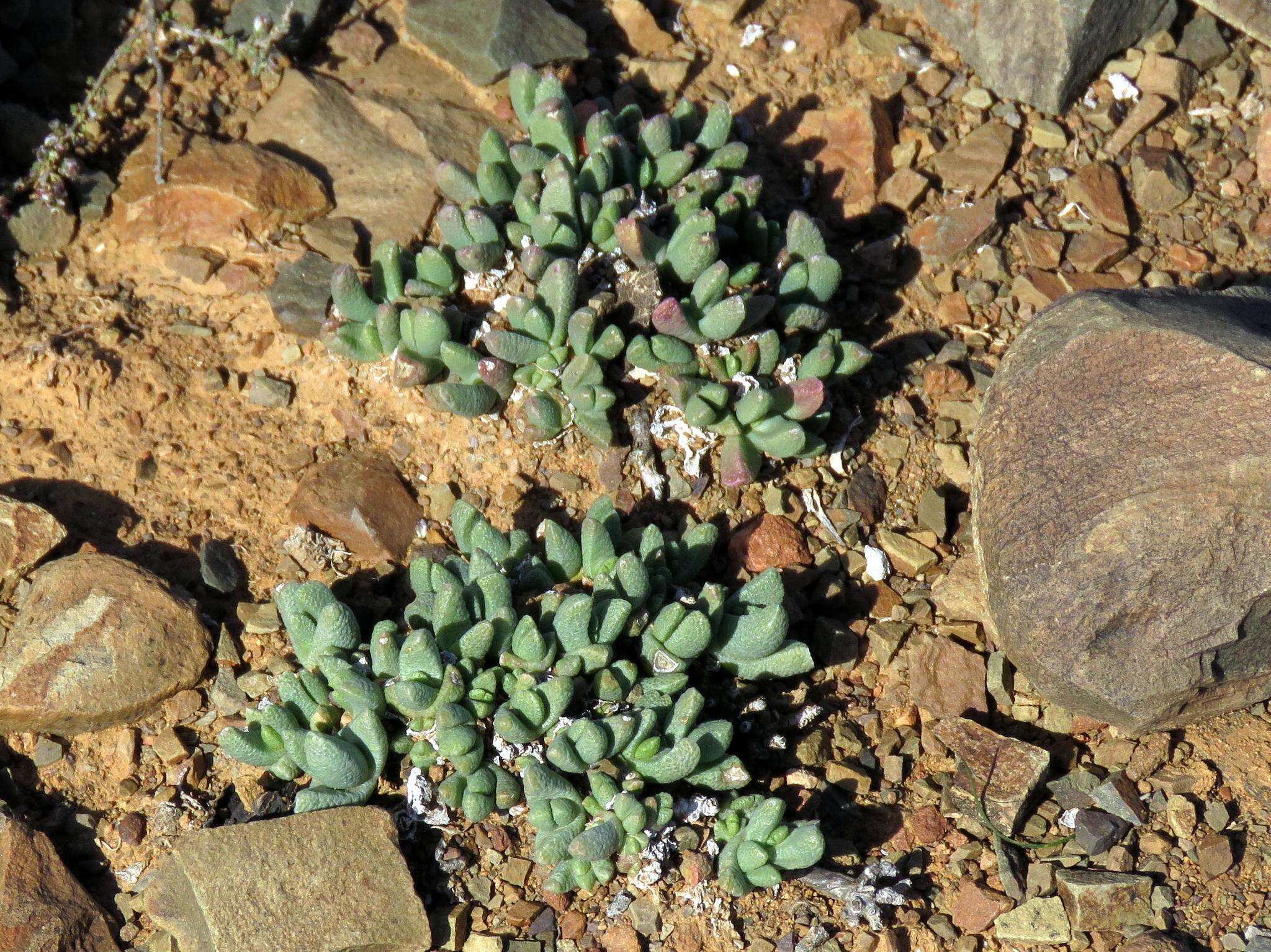 Imagem de Rhinephyllum parvifolium L. Bol.