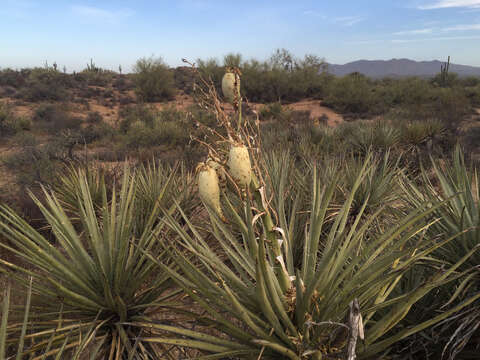 Yucca baccata var. baccata resmi