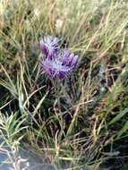 Image of Jurinea multiflora (L.) B. Fedtsch.