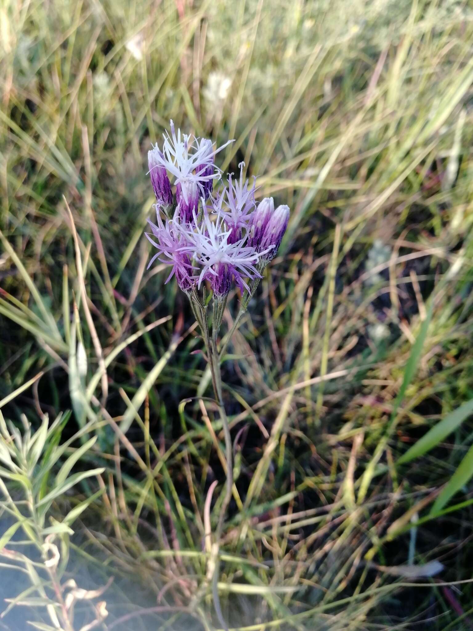 Image of Jurinea multiflora (L.) B. Fedtsch.