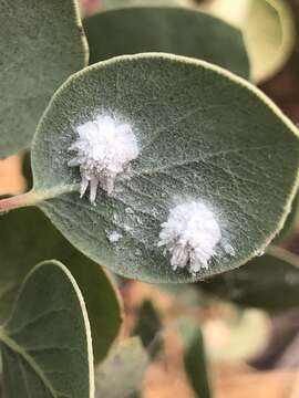 Image of Puto arctostaphyli Ferris 1950