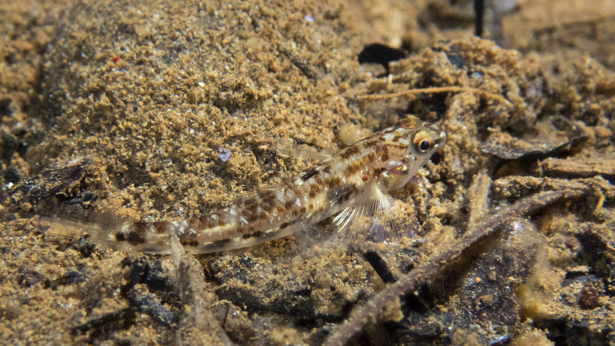 Image of Protogobius