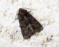 Image of Tawny Marbled Minor