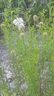 Image of Feay's prairie clover