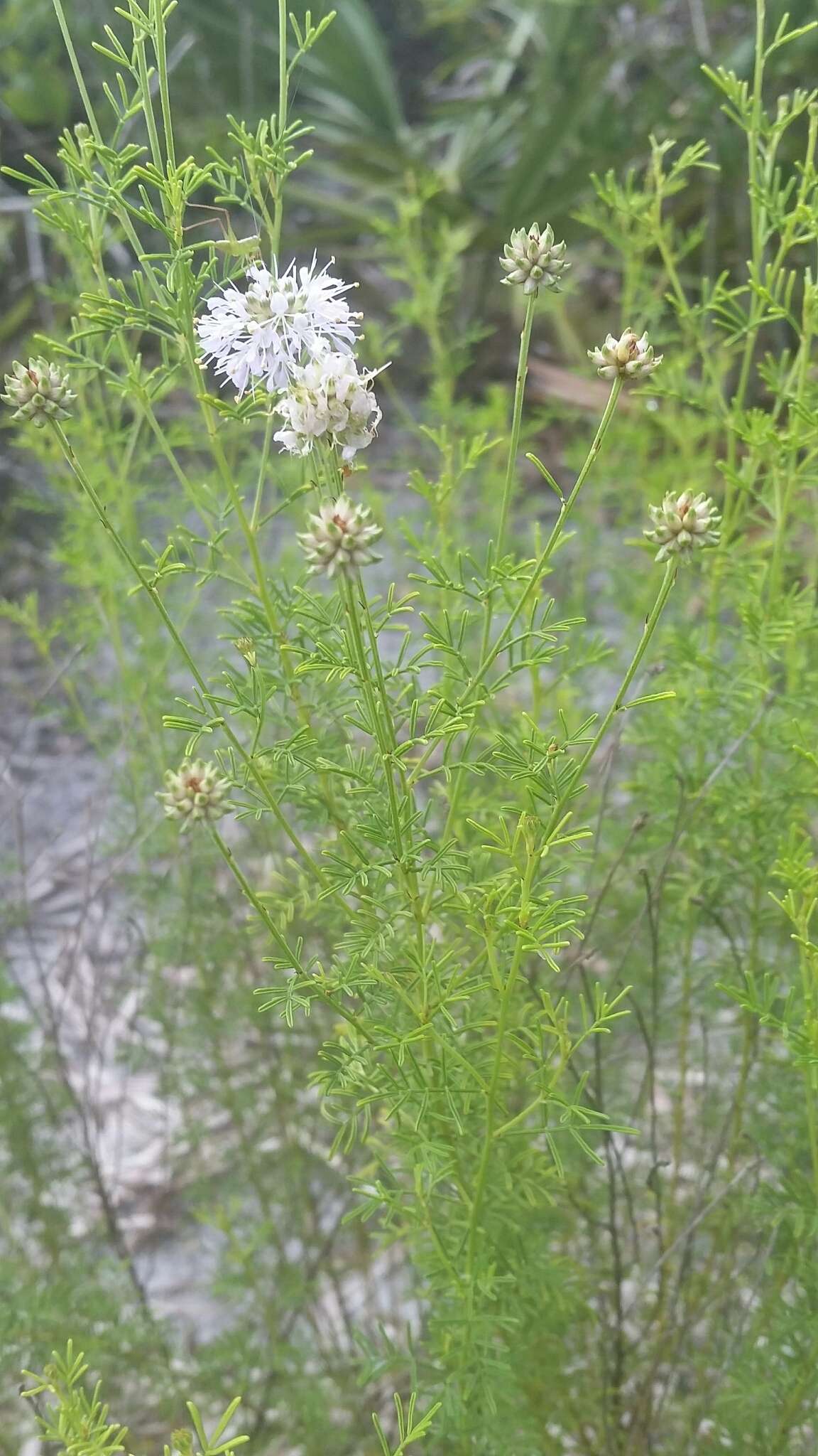 Image of Feay's prairie clover