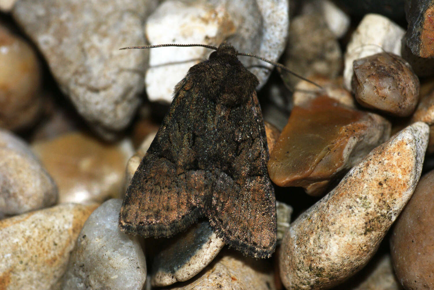 Image of Tawny Marbled Minor
