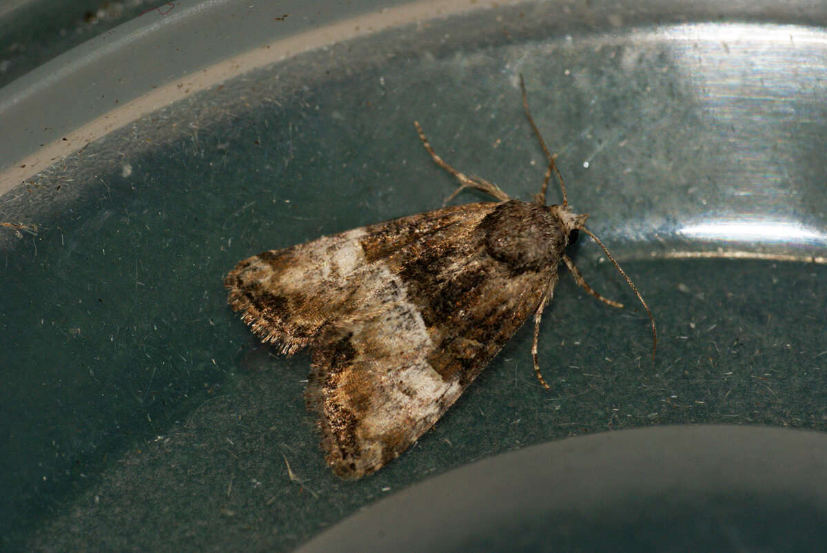 Image of Cloaked Minor