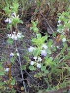 Image of San Diego thorn-mint