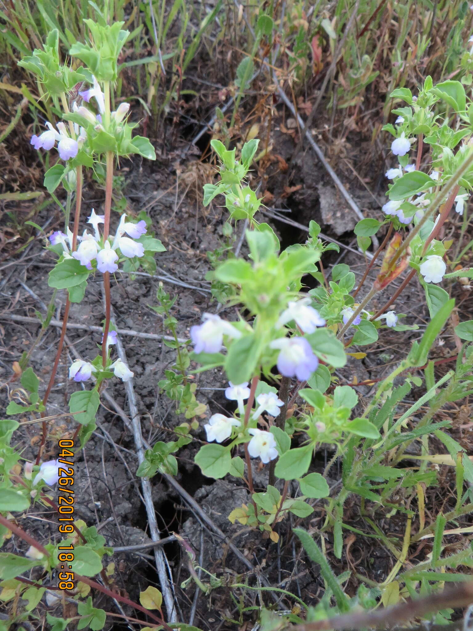 Image of San Diego thorn-mint