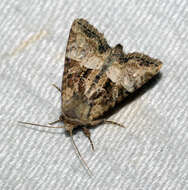 Image of Cloaked Minor