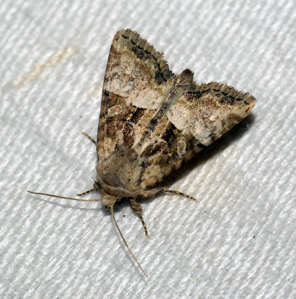 Image of Cloaked Minor