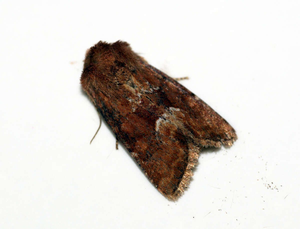 Слика од Oligia fasciuncula Haworth 1809