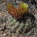 Plancia ëd Sclerocactus pubispinus (Engelm.) L. D. Benson