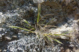 Image of Trisetum antarcticum (G. Forst.) Trin.