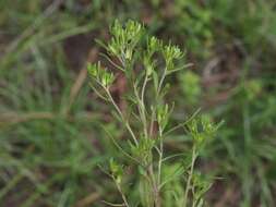 Image of wishbone fiddleleaf