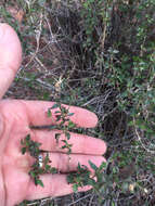 Image de Brickellia coulteri A. Gray