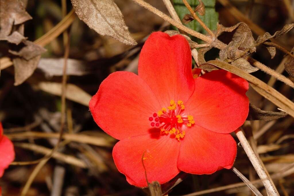 Image of Dwarf red hibiscus