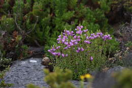 Image of Euphrasia collina subsp. tetragona (R. Br.) W. R. Barker