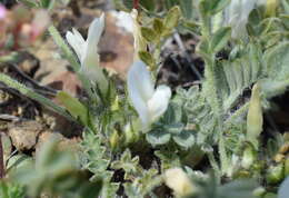 Image of Astragalus rupifragus Pall.