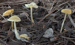 Image de Marasmius calhouniae Singer 1989