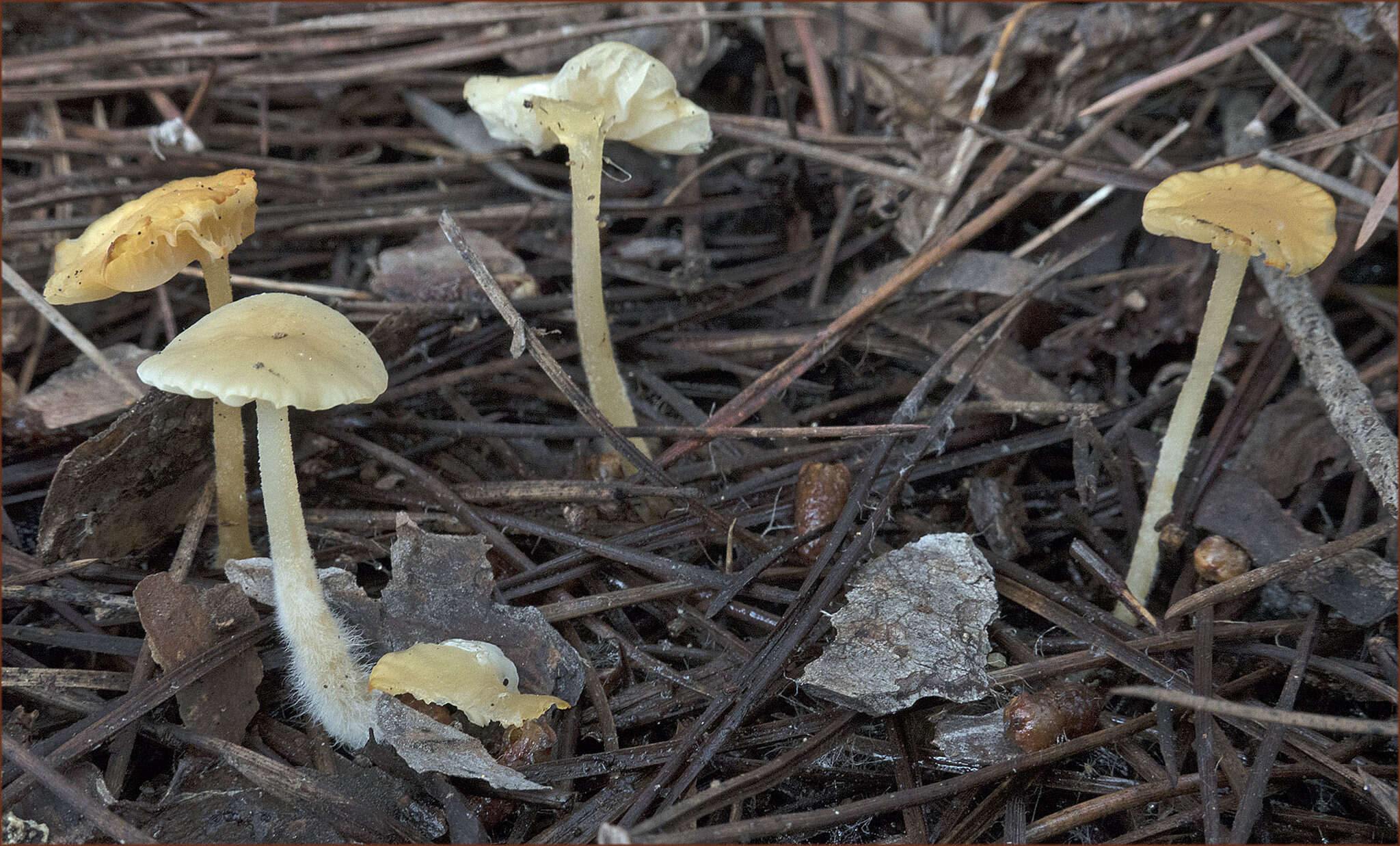 Image of Marasmius calhouniae Singer 1989