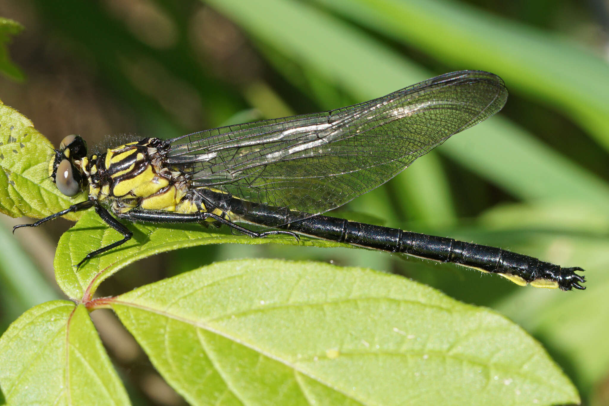 Image of Stenogomphurus rogersi (Gloyd 1936)