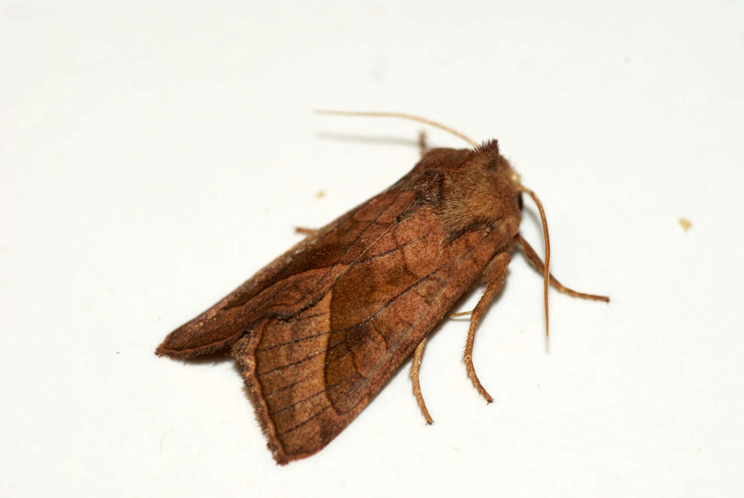 Image of rosy rustic