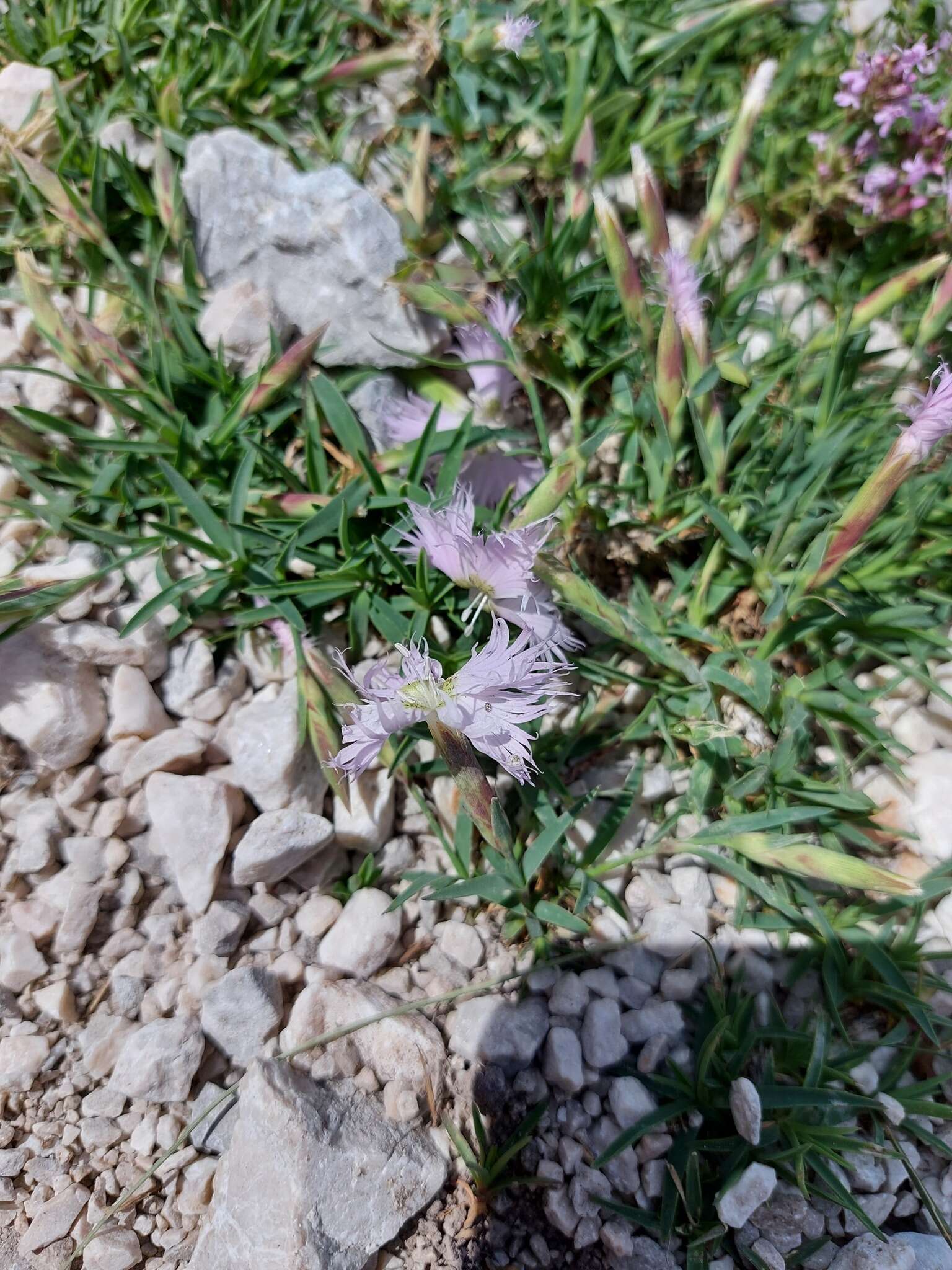 Sivun Dianthus sternbergii Sibth. kuva