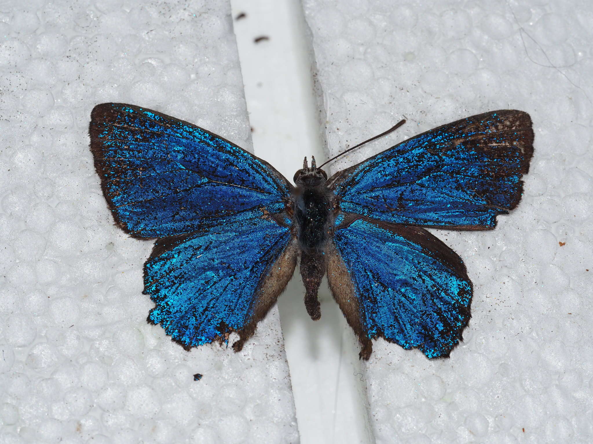 Image of satin azure