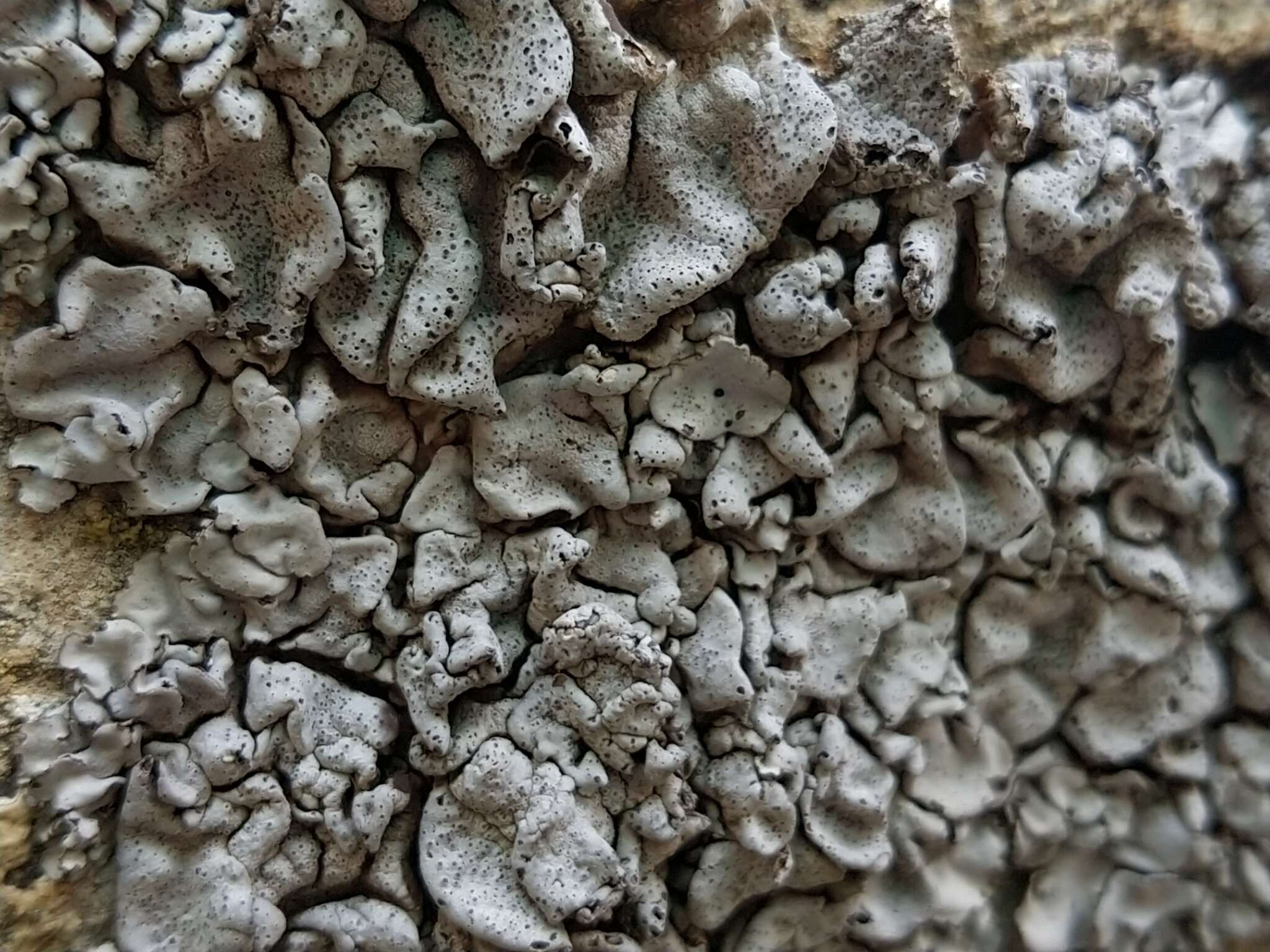 Image of intestine silverskin lichen