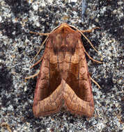 Image of rosy rustic