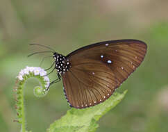 Image of Euploea sylvester hopei