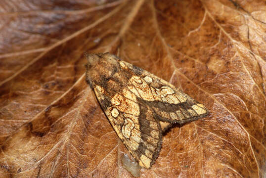 Image of frosted orange