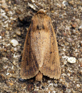 Image of twin-spotted wainscot
